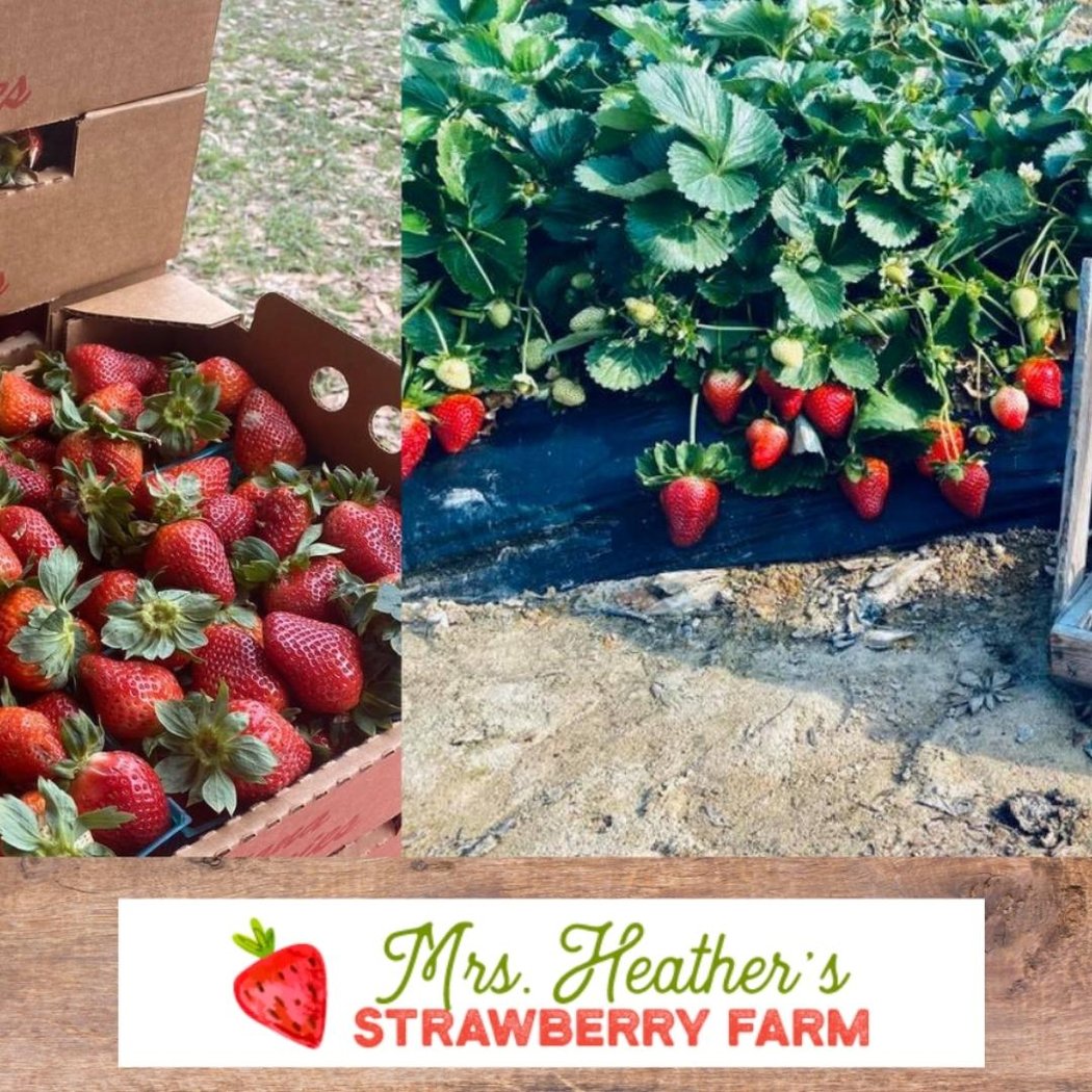 Mrs. Heather's Strawberry Farm 1