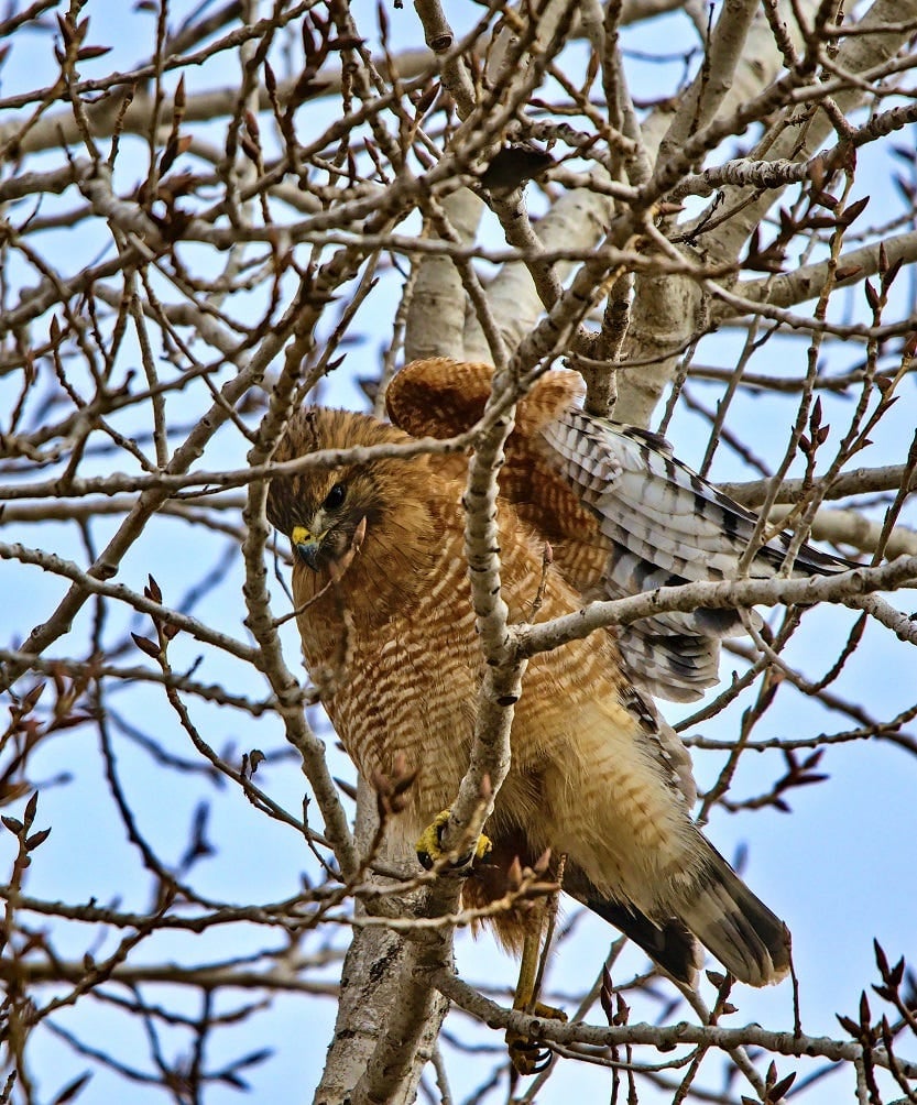 Birding Outing: Famosa Slough 2