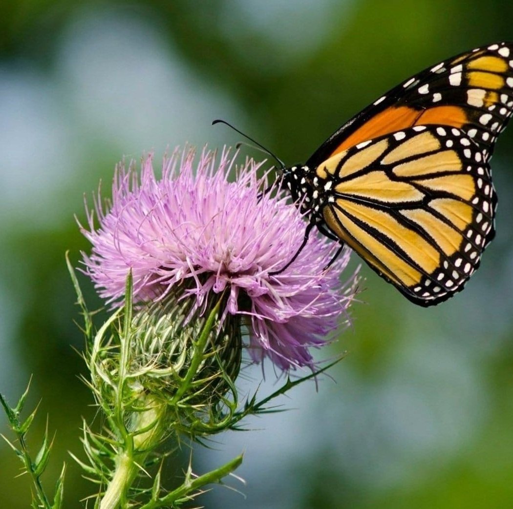 Bay Area Butterfly Festival 1