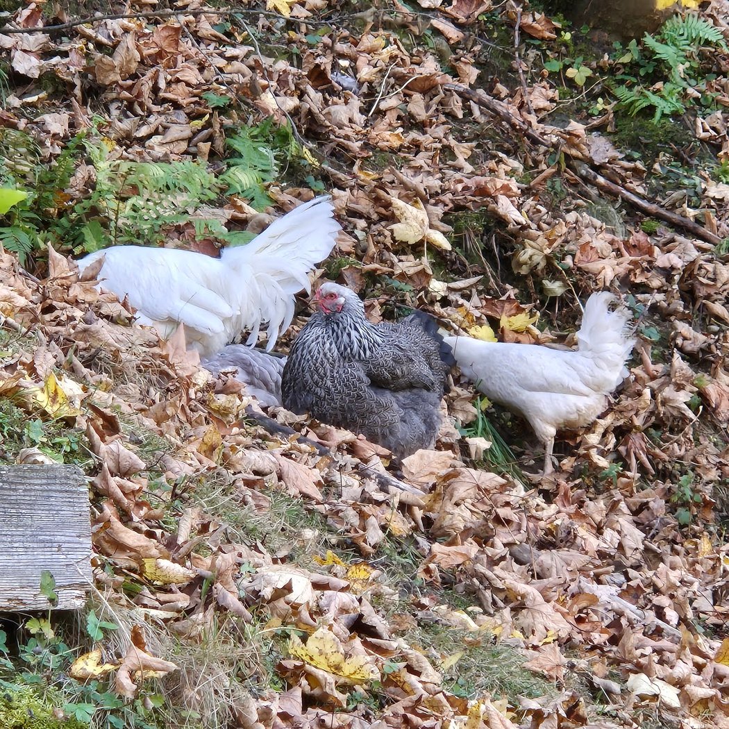 Ferme de Montroc 3