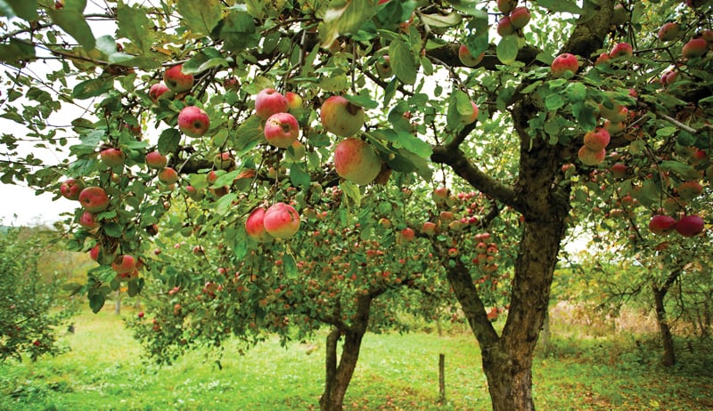 Fruit Trees and California Native Plants: Landscaping Together 2