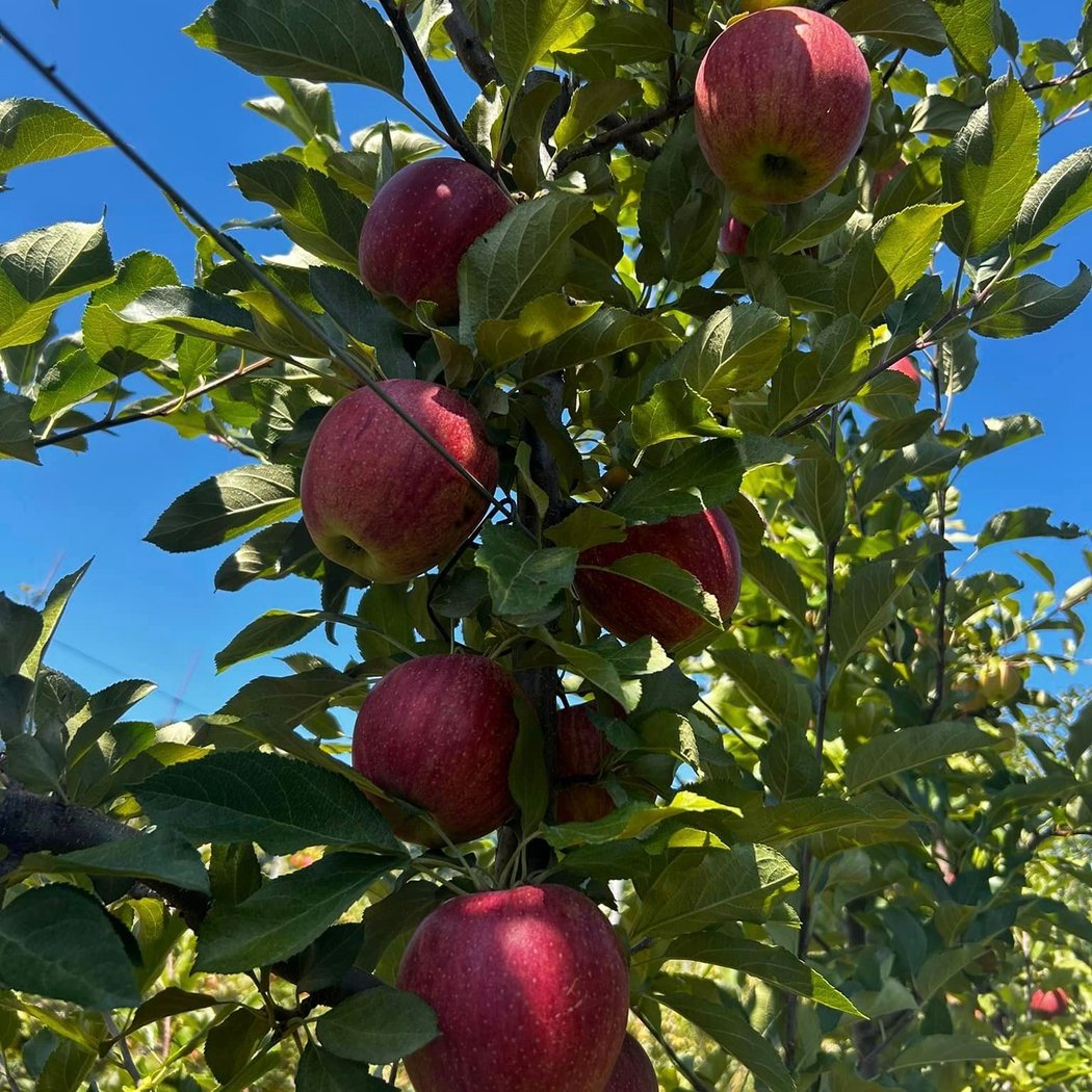 Pick-Your-Own Apples and Pumpkins