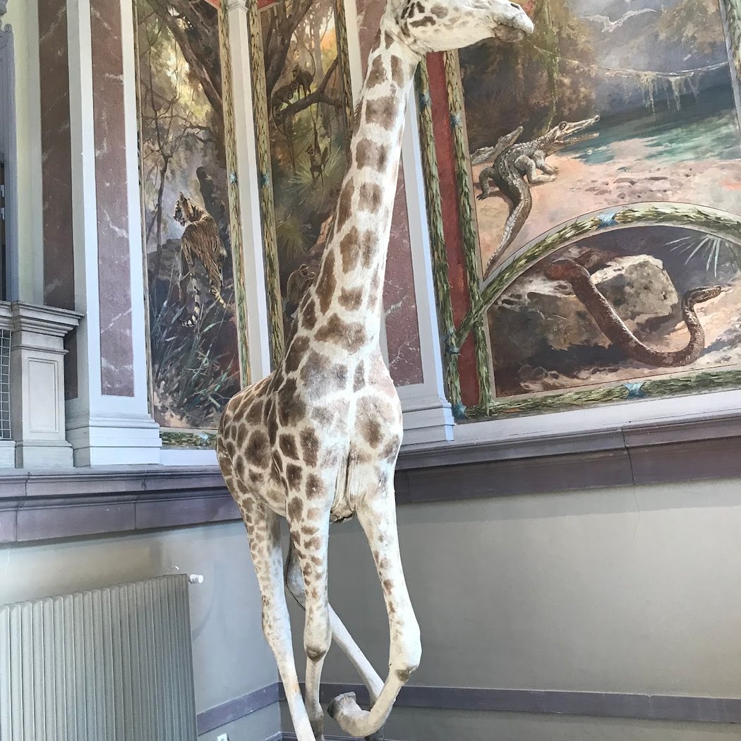 Strasbourg Zoological Museum 3