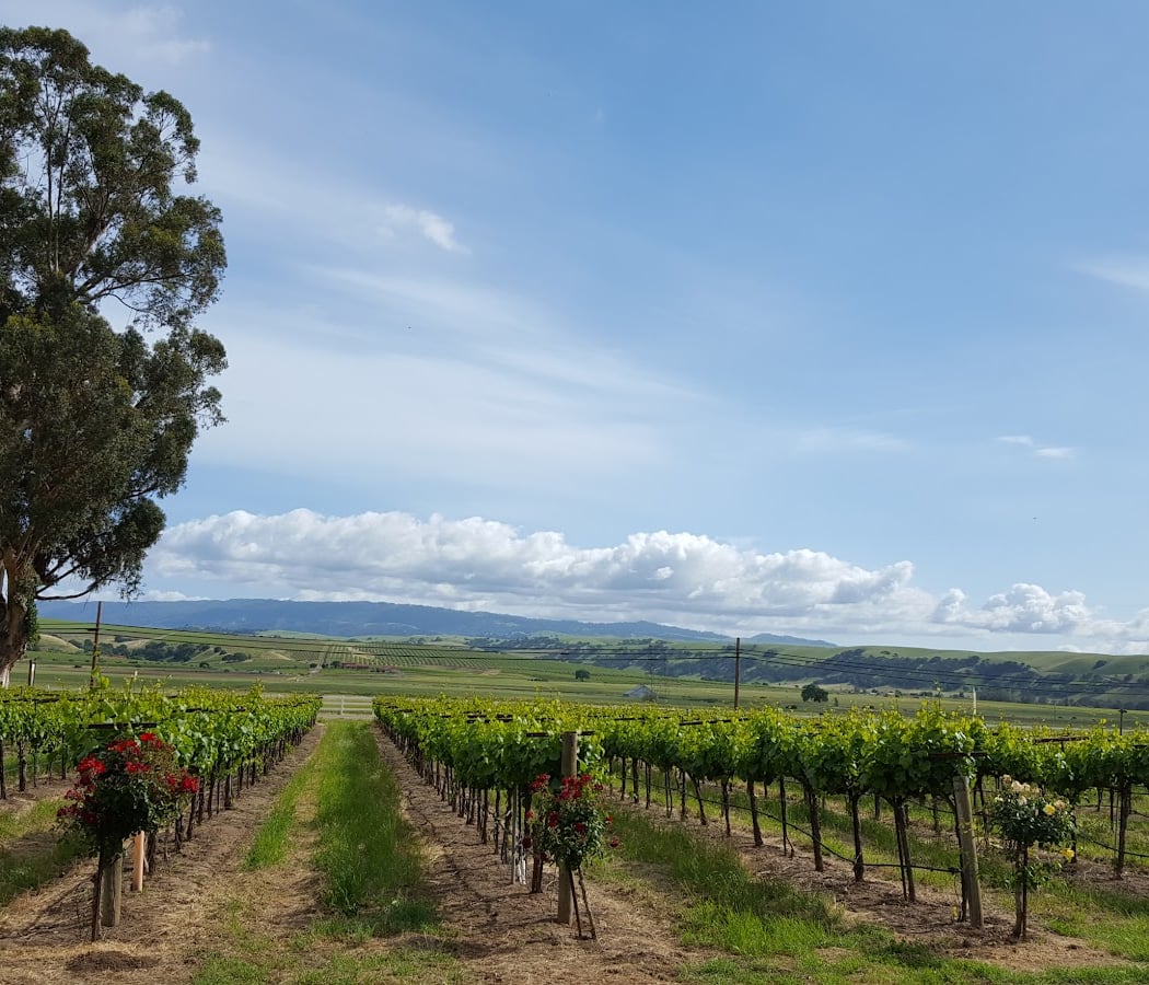 Darcie Kent Estate Winery 3