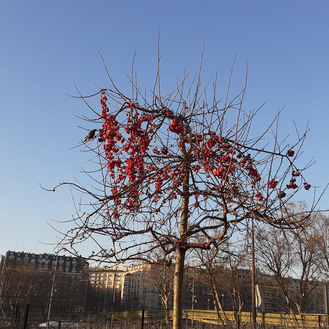 Mères et Grands-Mères de la Place de Mai Garden 3