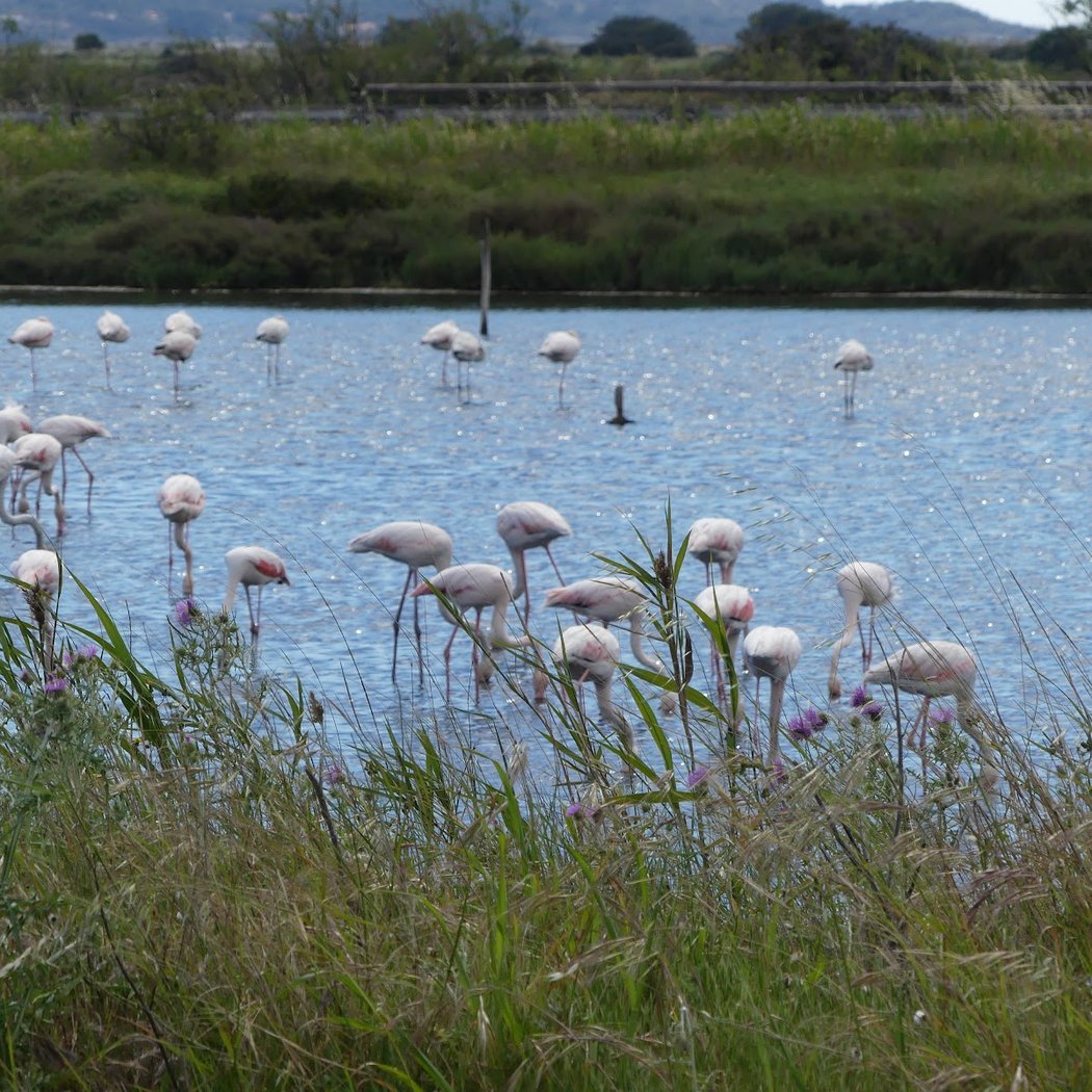 SALINS DES PESQUIERS HYERES 2