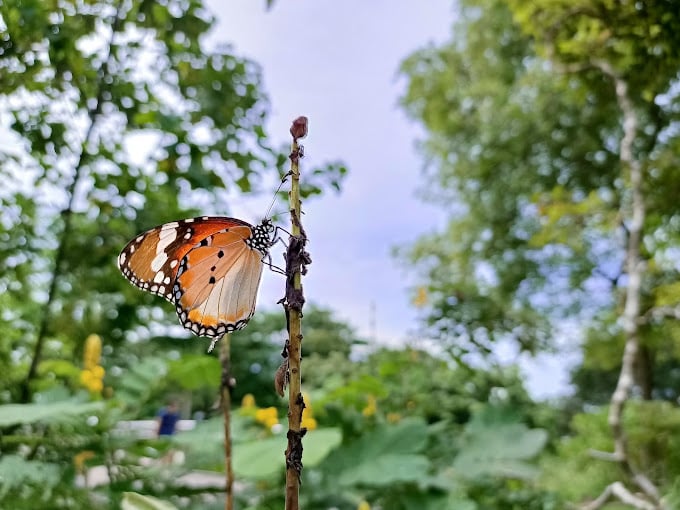 Butterfly Habitat 2