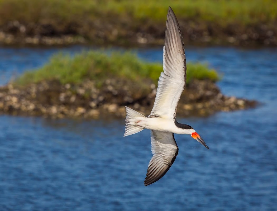 Bolsa Chica Stewards Habitat Restoration 1