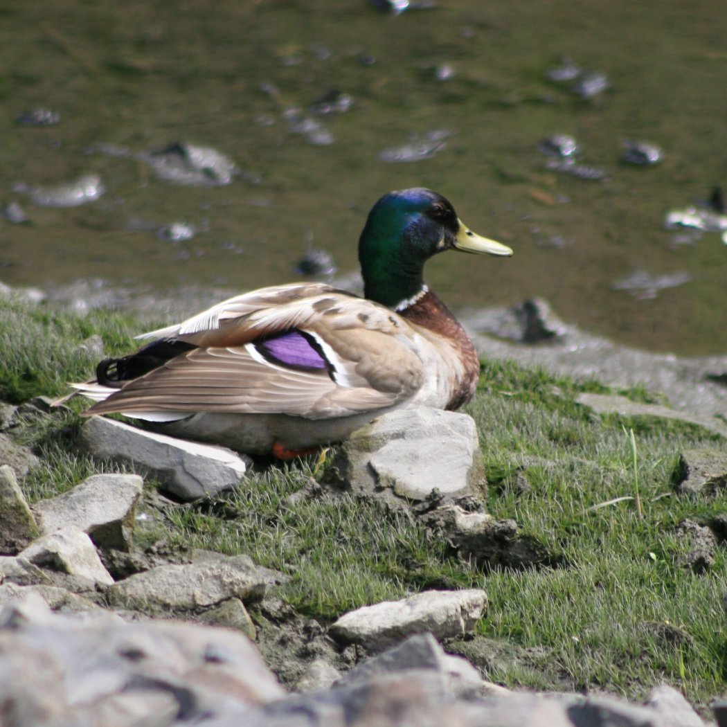 Bird and Nature Walk: Silver Lake Park 1