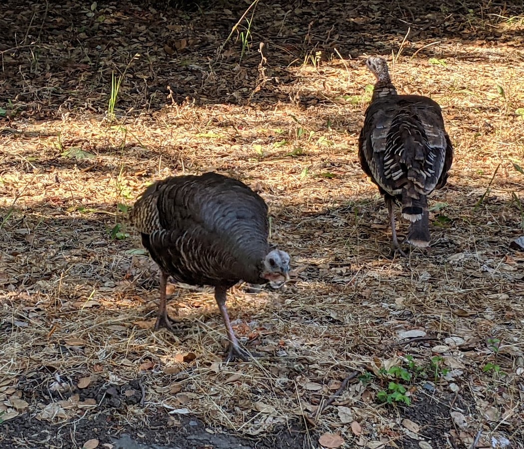 Ostrander Park 2