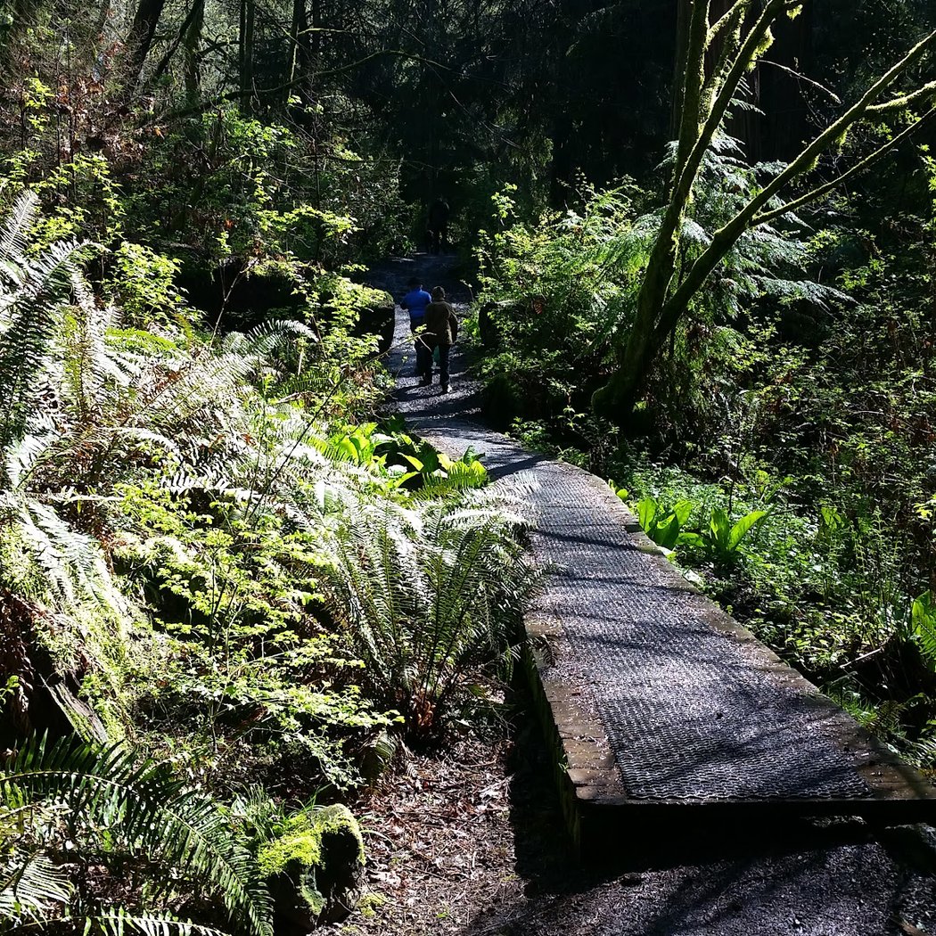 Restoration work party at Schmitz Preserve Park 2