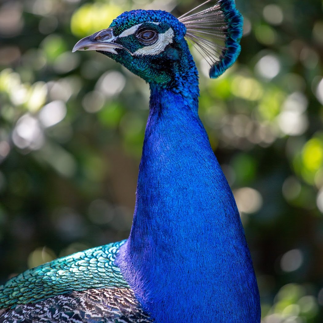 SF Zoo $5 Admission 1