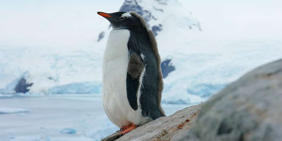 Antarctica 3D 1