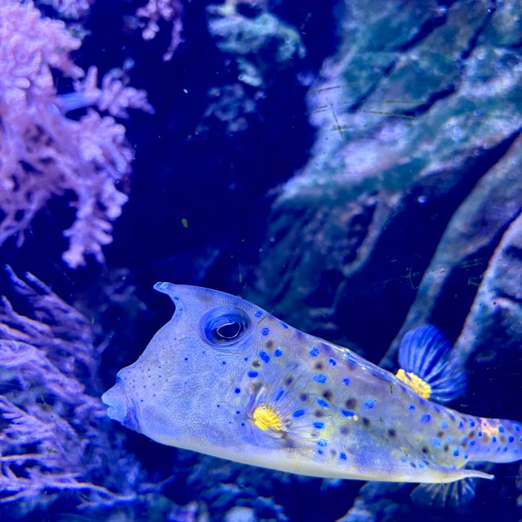 Horniman Aquarium 1