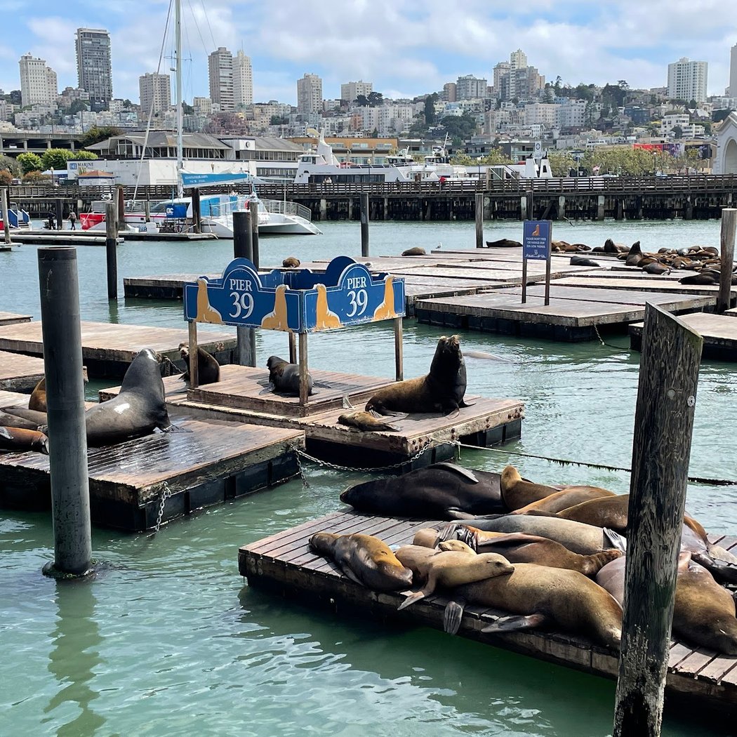 Sea Lion Viewing Area 1