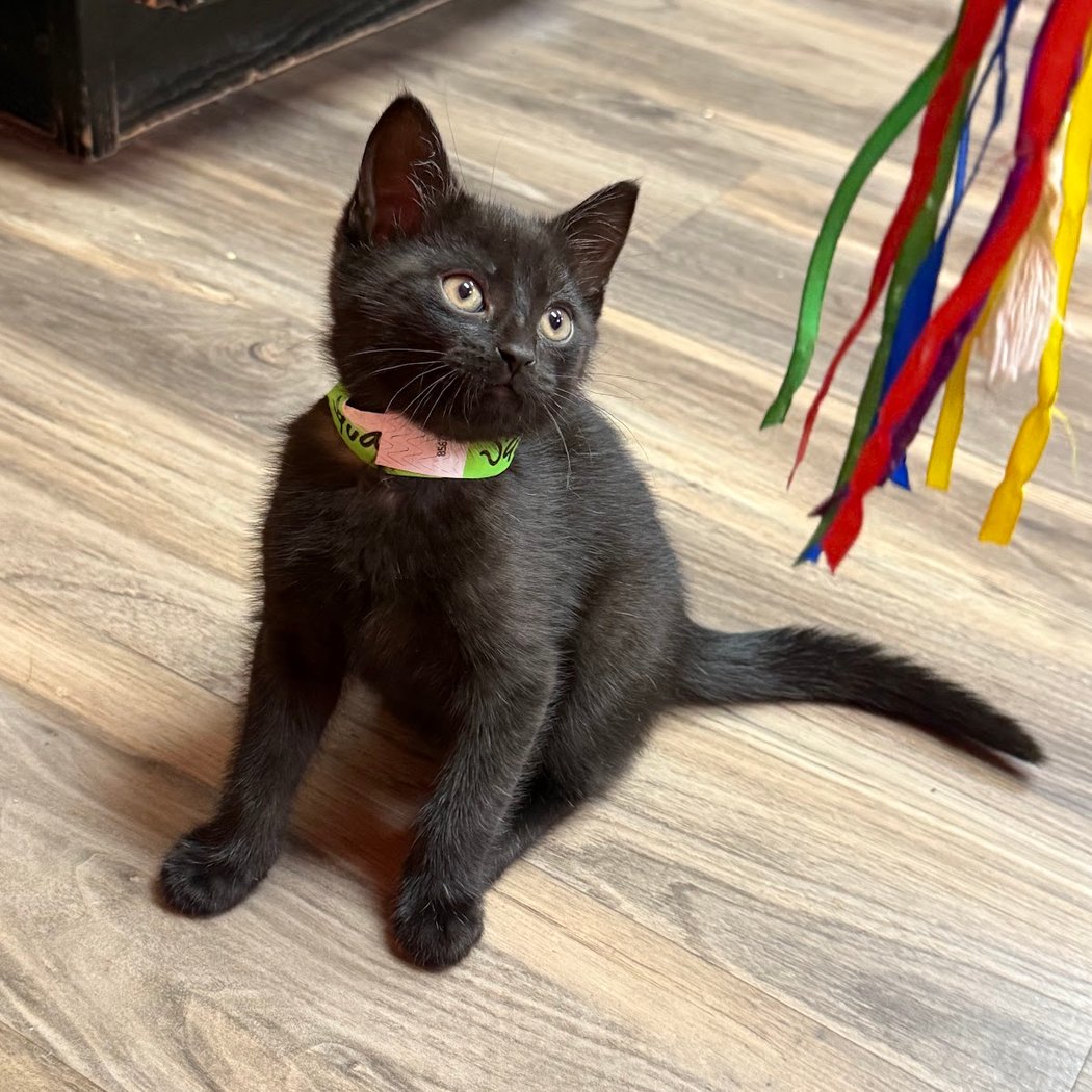 Tiny Lions Lounge & Adoption Center 3