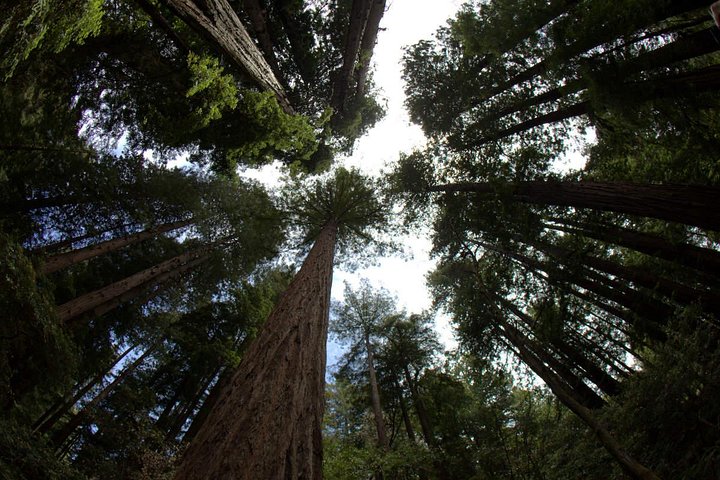 Combo Tour: Muir Woods, Sausalito and Sonoma Wine Country Tour 1