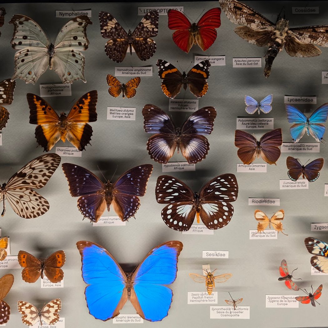 Strasbourg Zoological Museum 1