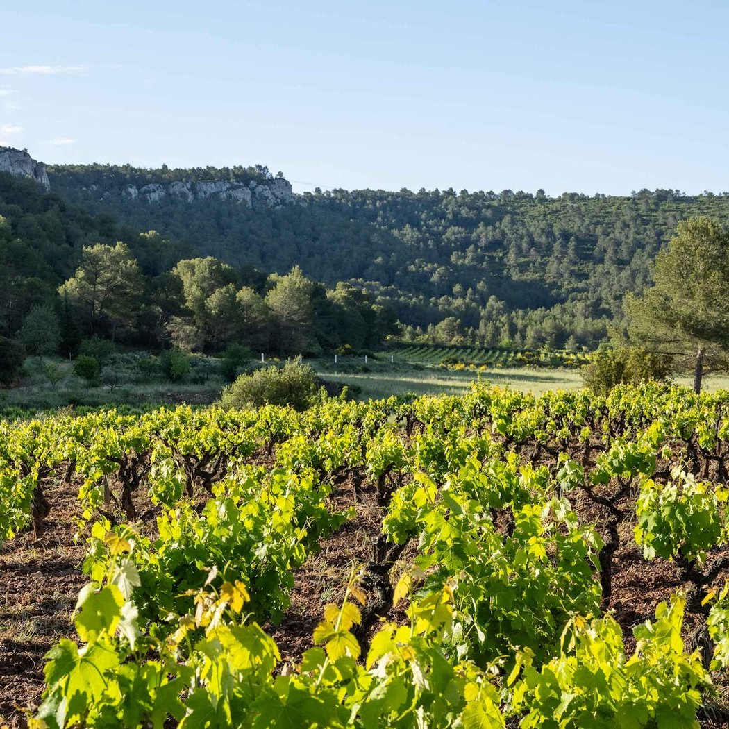 Vignoble du Loup Blanc 3