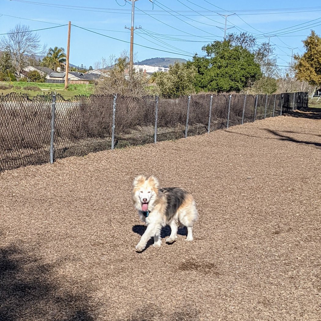 Del Mar Dog Park (Off-leash, open dawn-dusk) 1