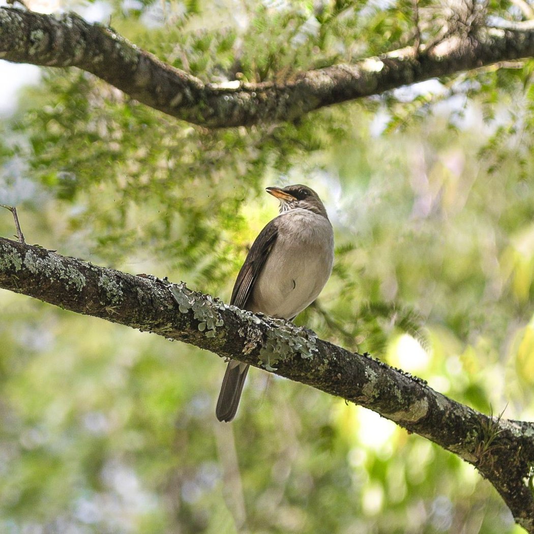 Birding Walk 3