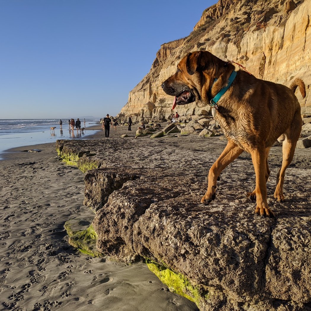 Del Mar Dog Beach 1