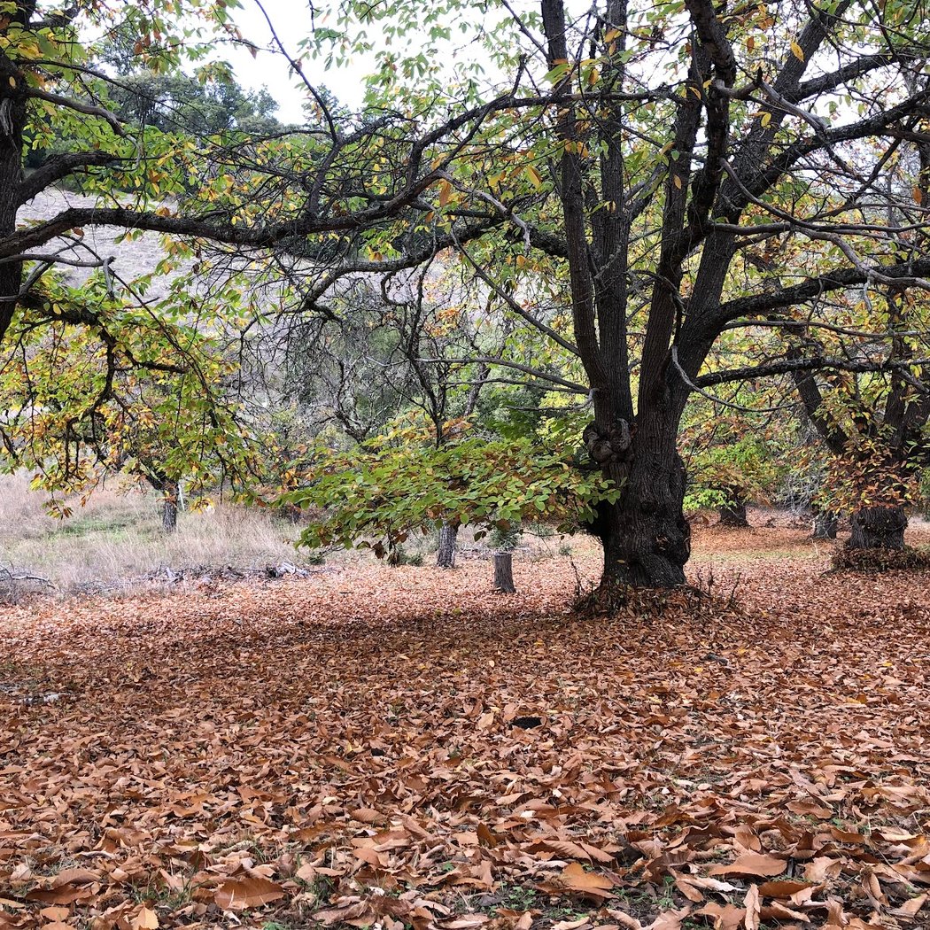 Skyline Chestnuts Orchard 3