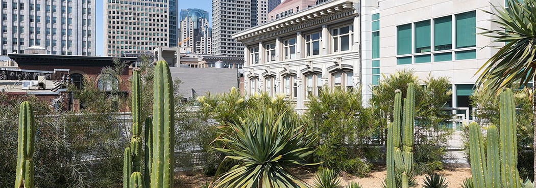 Gardens in the Sky: Salesforce Transit Center and Rooftop Park Tour 2