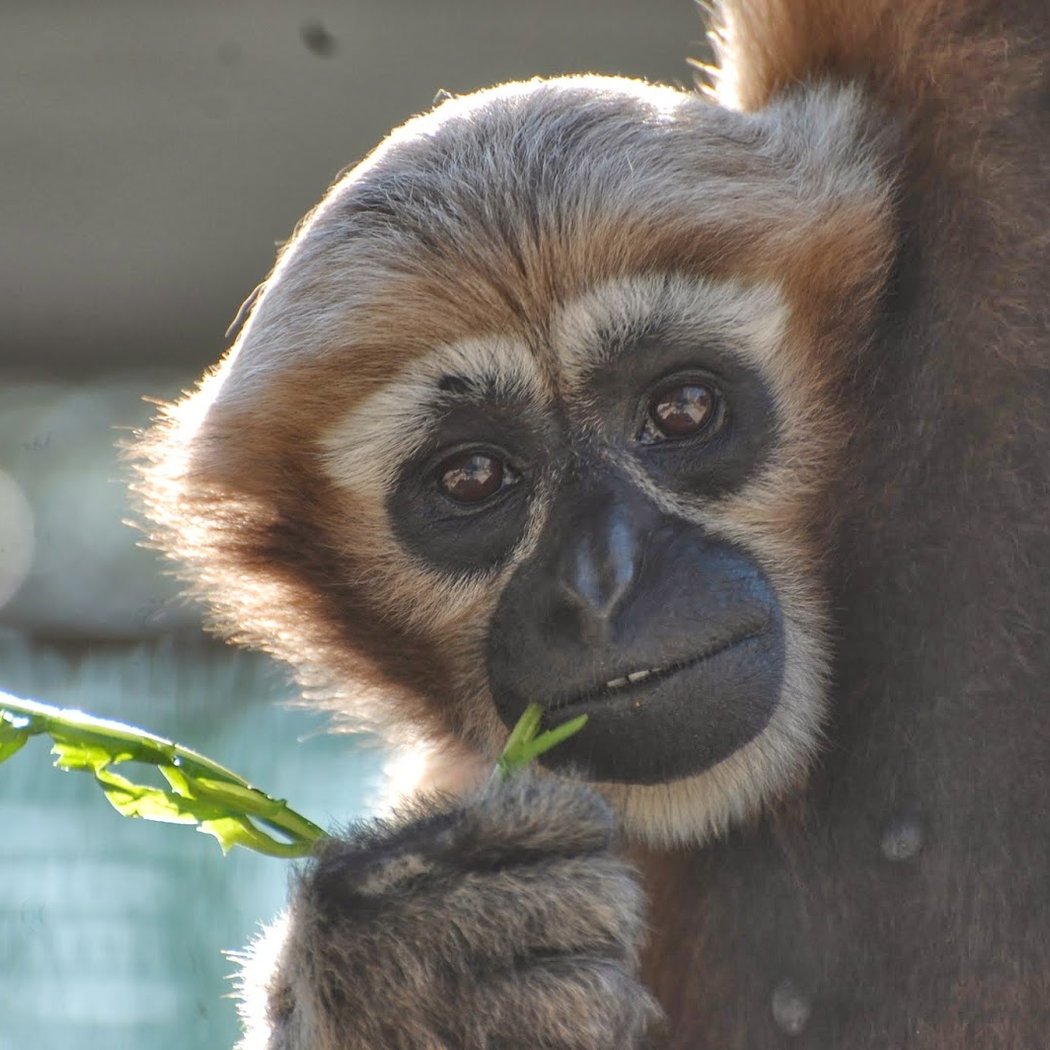 Gibbon Conservation Center 1