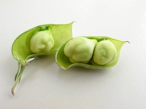 The Green Chicpea 2