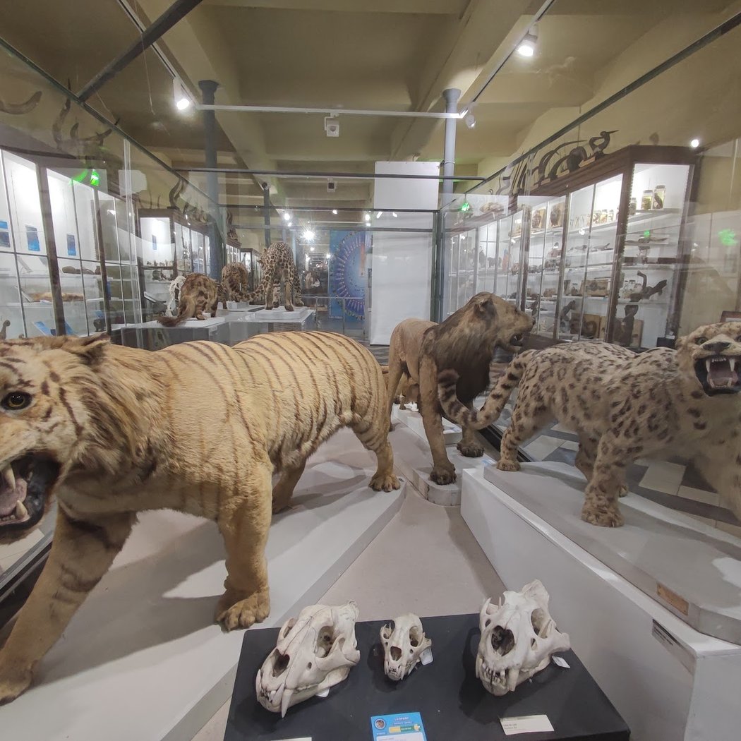 Muséum d'histoire naturelle de Nîmes 3