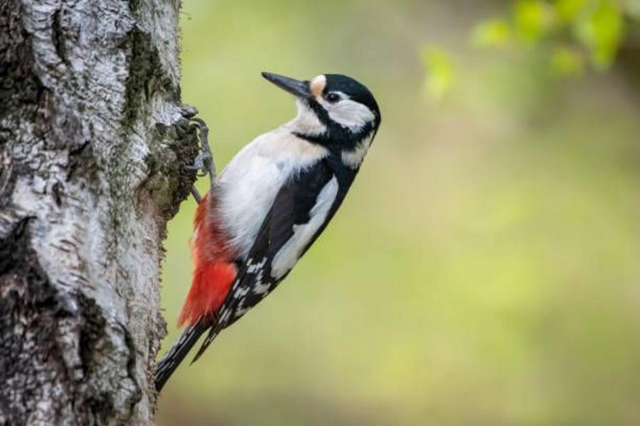Les oiseaux du lac Daumesnil au bois de Vincennes 1
