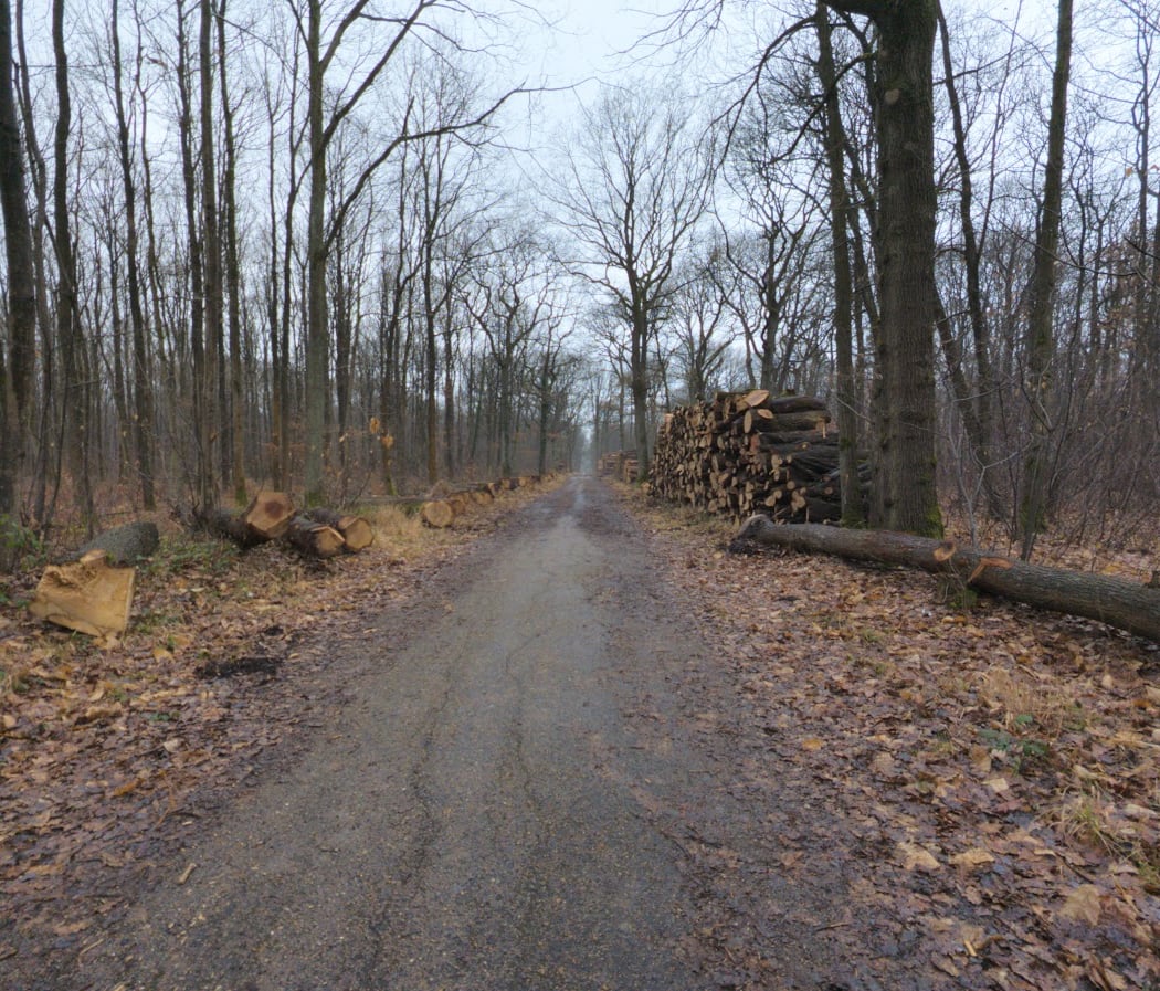 Forêt de Verrières 3