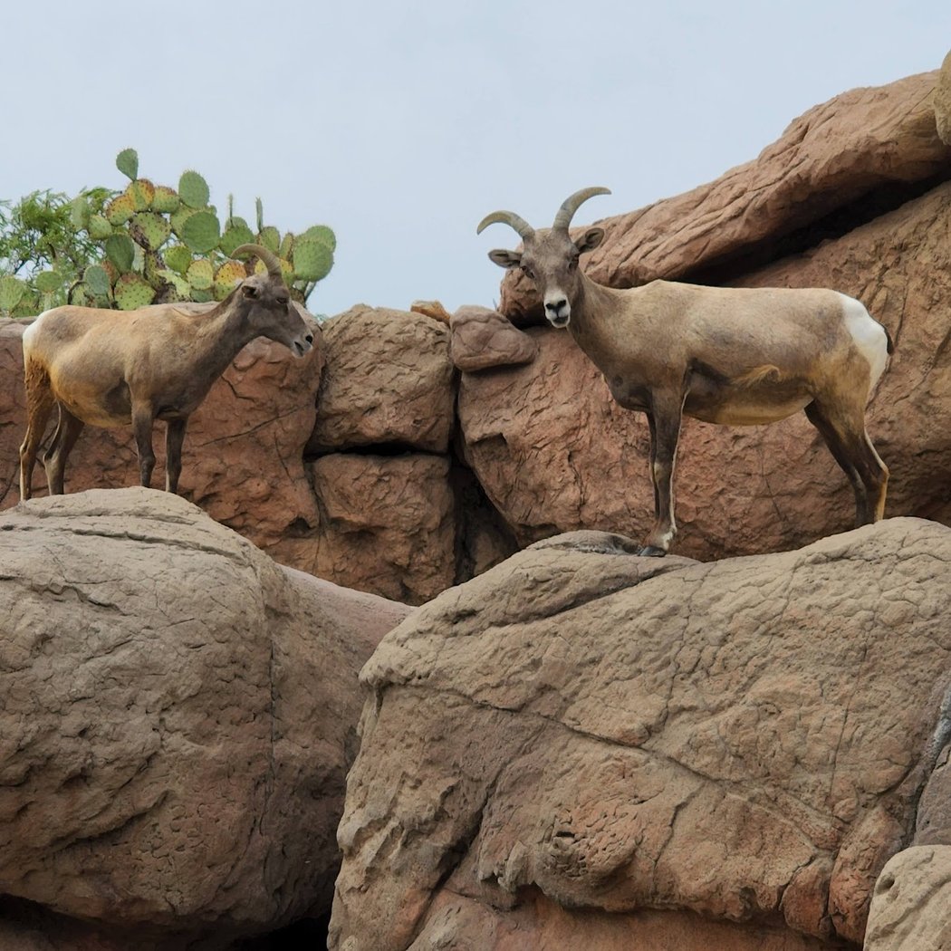 Arizona-Sonora Desert Museum 3