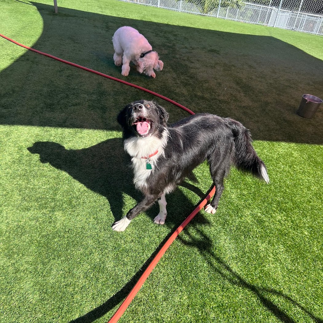 Camp Bow Wow Tri Valley / Livermore 3
