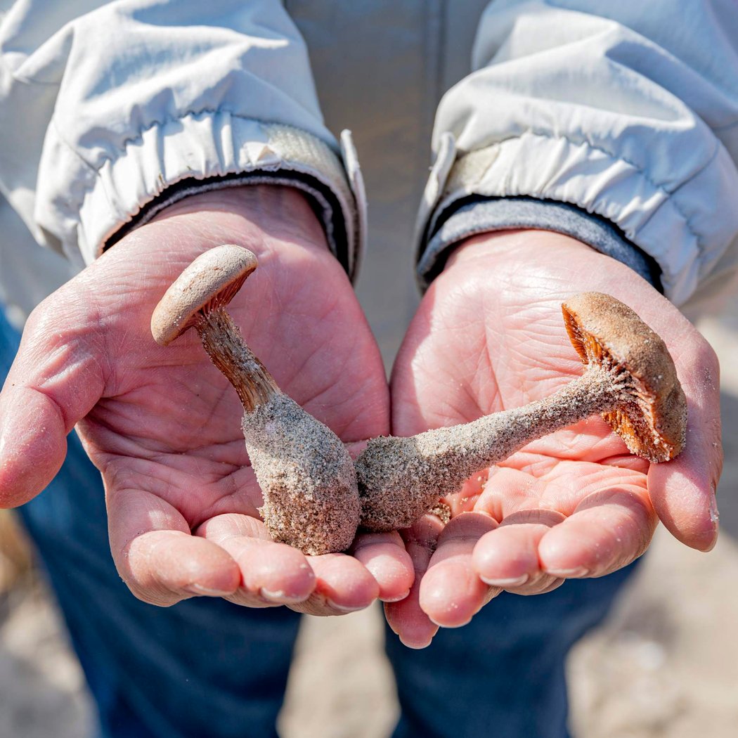 Mother's Day Foraging Tour with "Wildman" Steve Brill 1