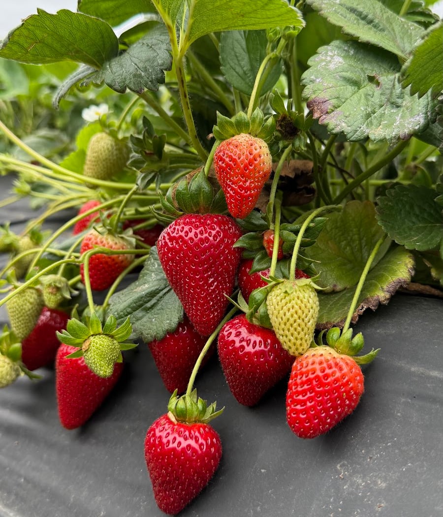 Carlsbad Strawberry Company 1