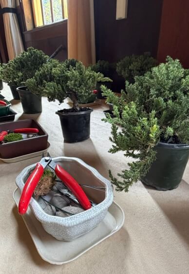 Art of Bonsai Workshop 3
