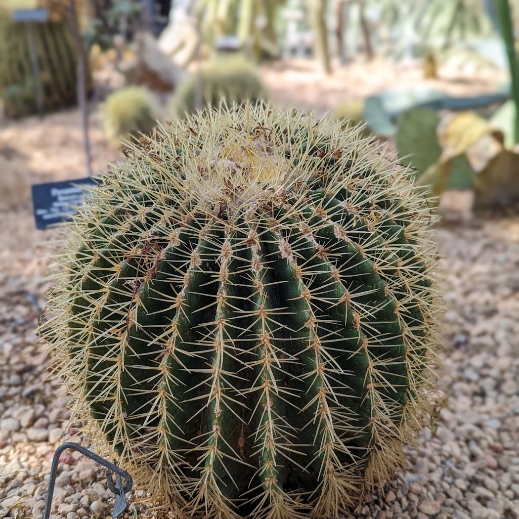 Desert Pavilion 1