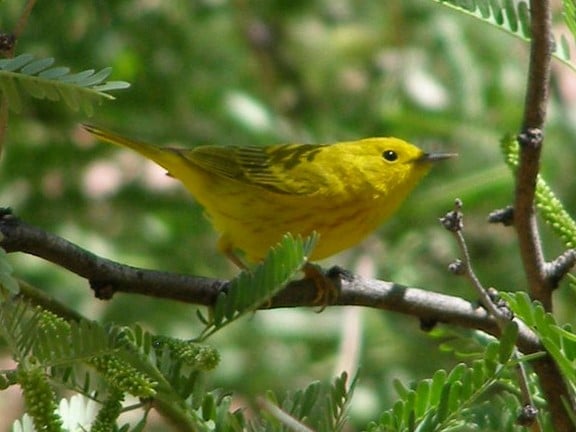 Birding Basics 4