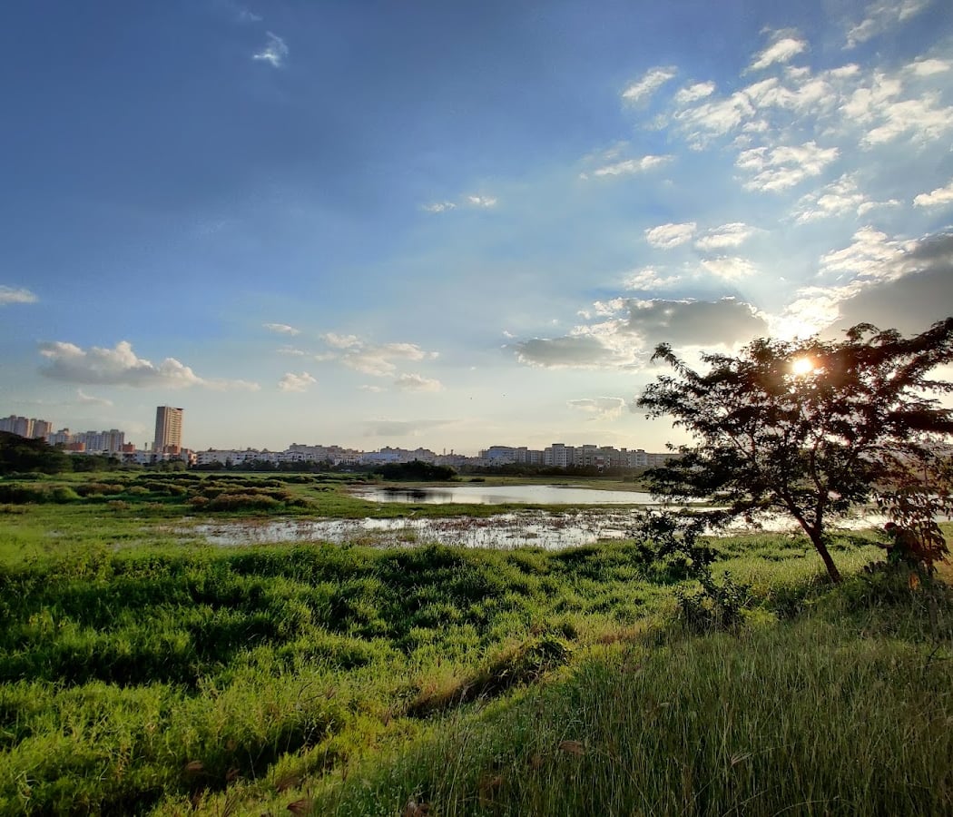 Saul Kere Bird Walk 3