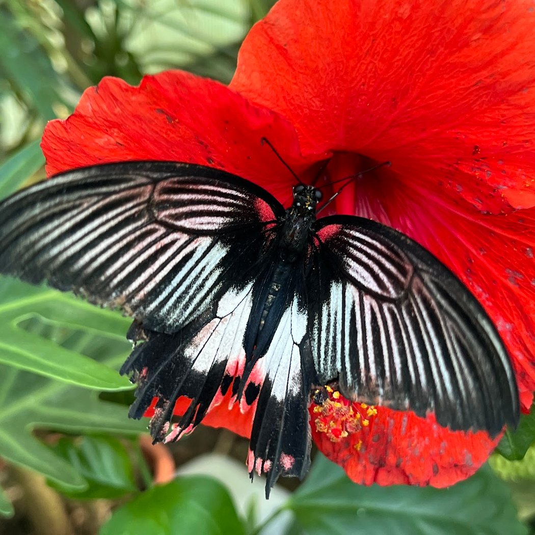 Butterfly Gardens 2