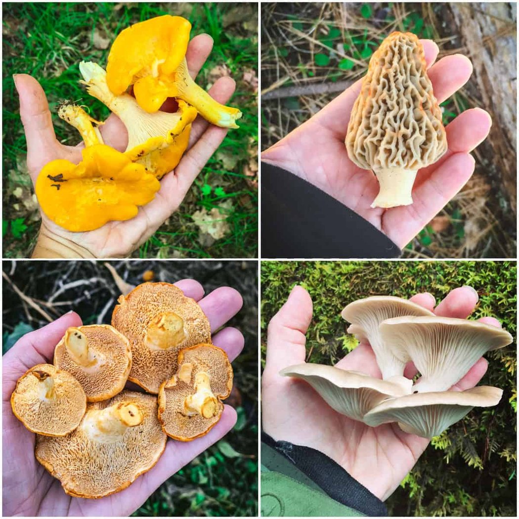 Foraging Through the Seasons 3