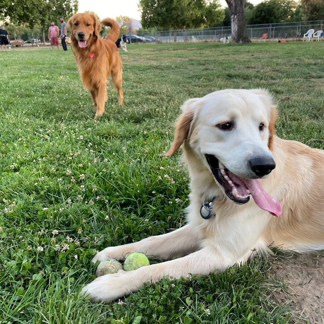 Dog Park at Hellyer County Park 1