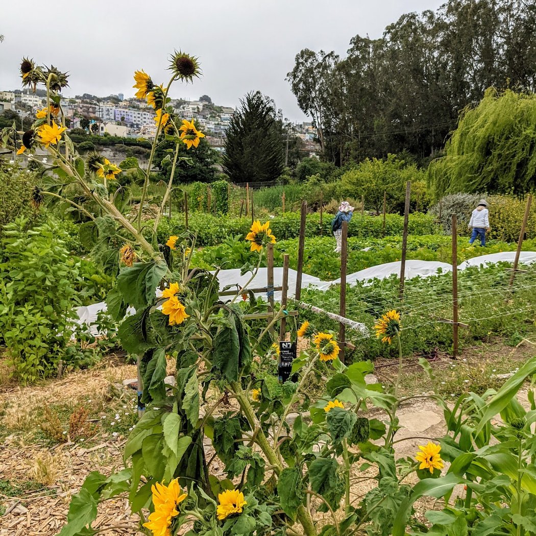 Volunteer Day at Alemany Farms 3