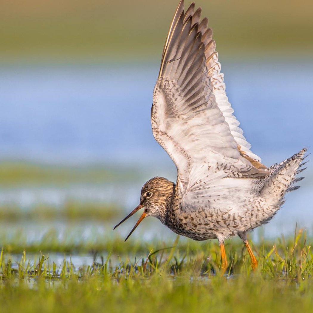 Formation aux oiseaux du littoral 1