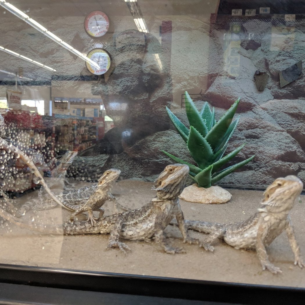 Petco 1