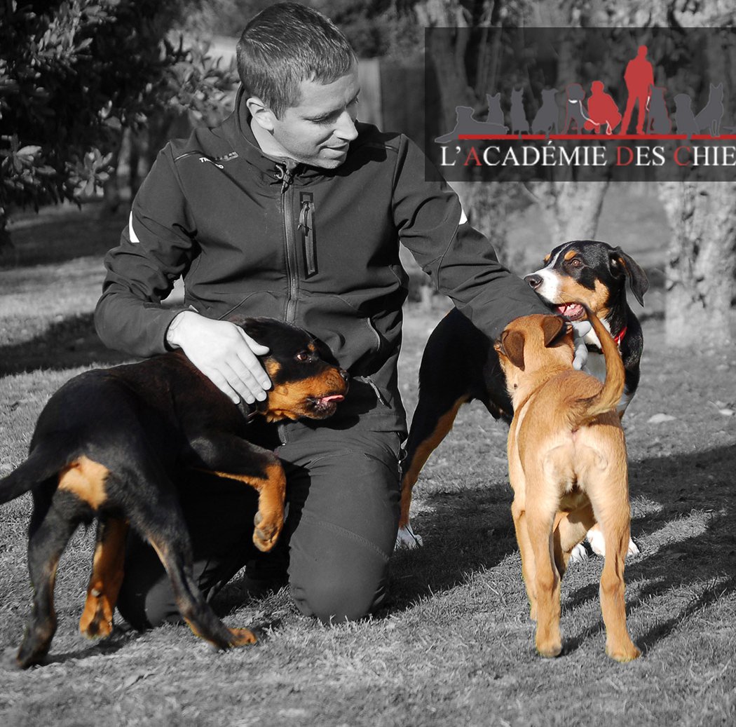 L’ACADÉMIE DES CHIENS - Éducateur comportementaliste canin. 1