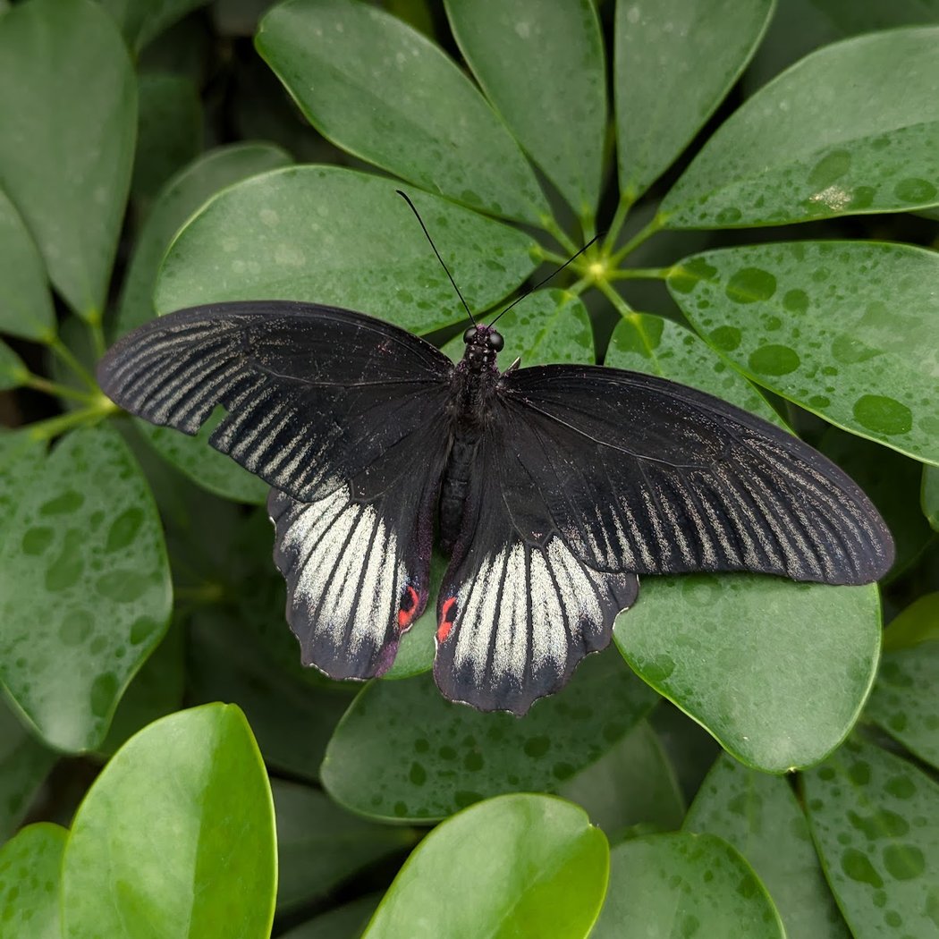Butterfly Gardens 3