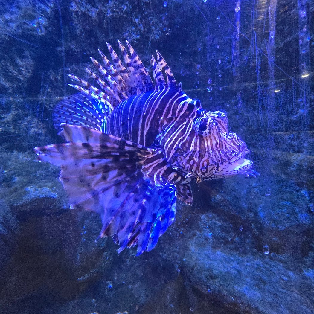 Flint RiverQuarium 3